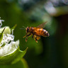 La-ferme-apicole